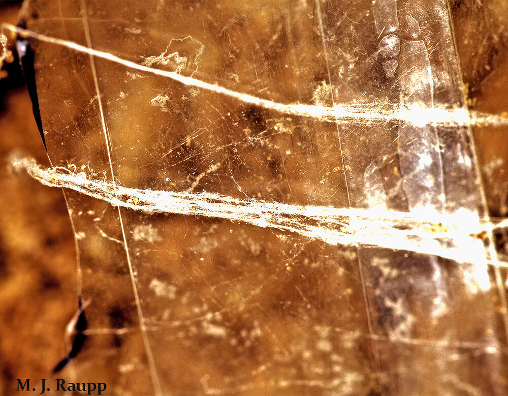Silk inside plastic bags or containers is a pretty sure sign of a meal moth infestation.