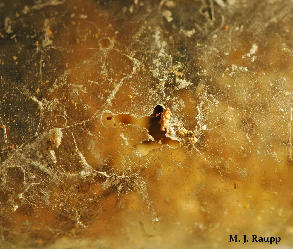 Indian meal moth caterpillars can chew through plastic and invade other bags of grain, seeds, and fruit.