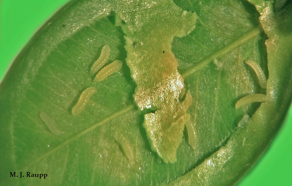 No ho ho ho for this boxwood leaf loaded with larvae of boxwood leafminer.