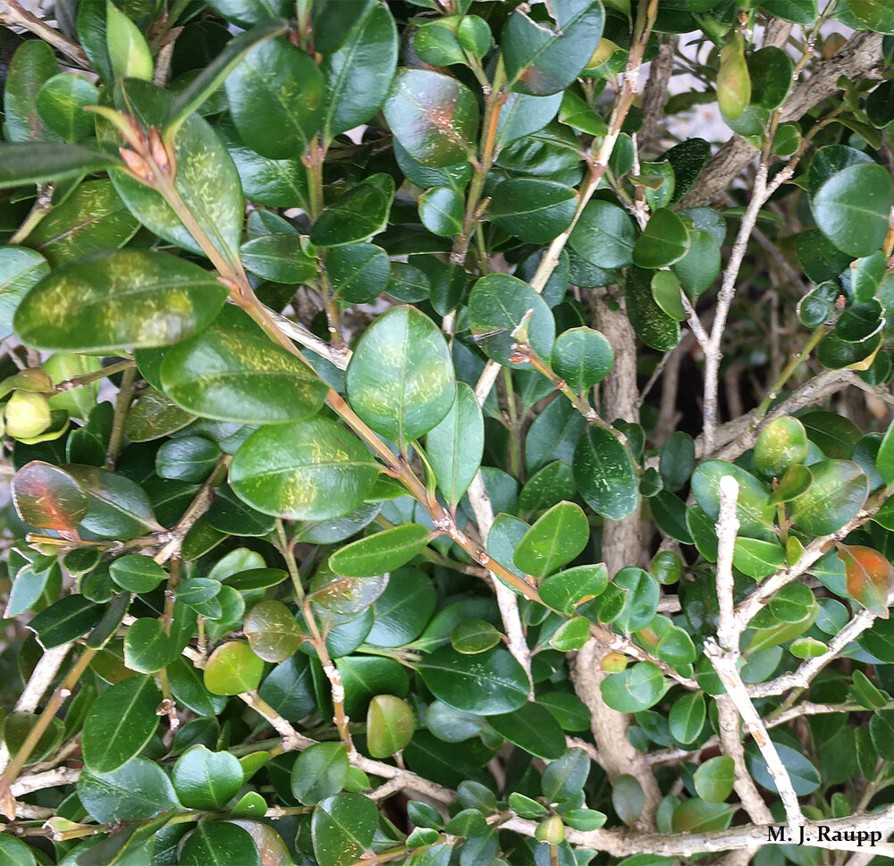 Glossy, dark green leaves of a healthy boxwood are conspicuously absent when infestations of boxwood leafminer give boxwoods a bad case of the blues.