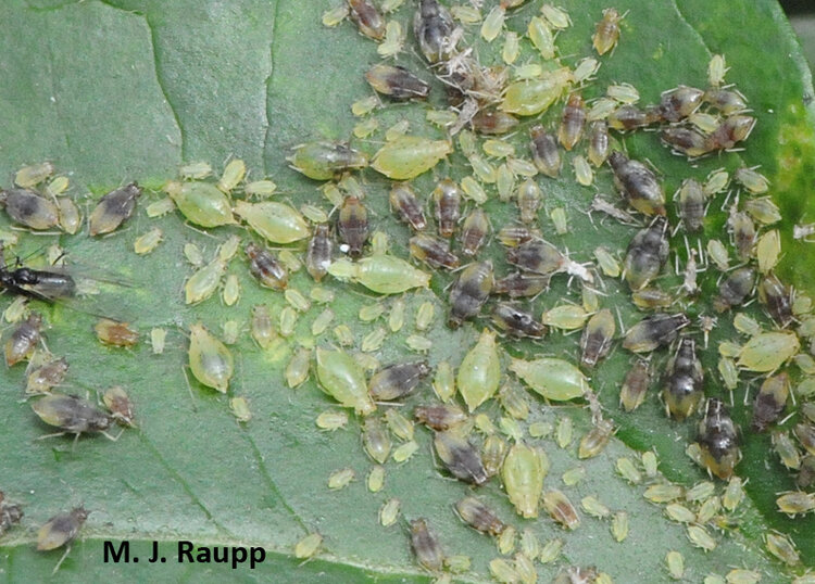 Despite some chilly weather, peach-clematis aphids keep on keeping on the leaves of my sweet autumn clematis.