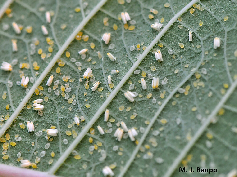 And what to my wondering eyes should appear, but a colony of whiteflies, bringing holiday cheer.