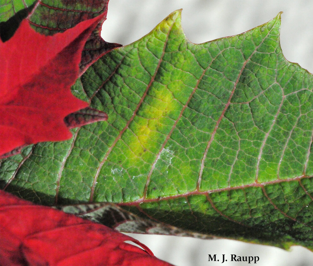 Yellow patches on poinsettia leaves may be a sign of whiteflies feeding below.