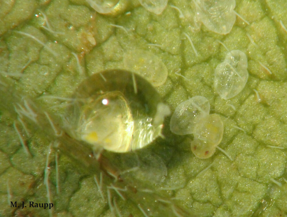Droplets of sweet sticky honeydew are produced as a waste product when whiteflies feed.