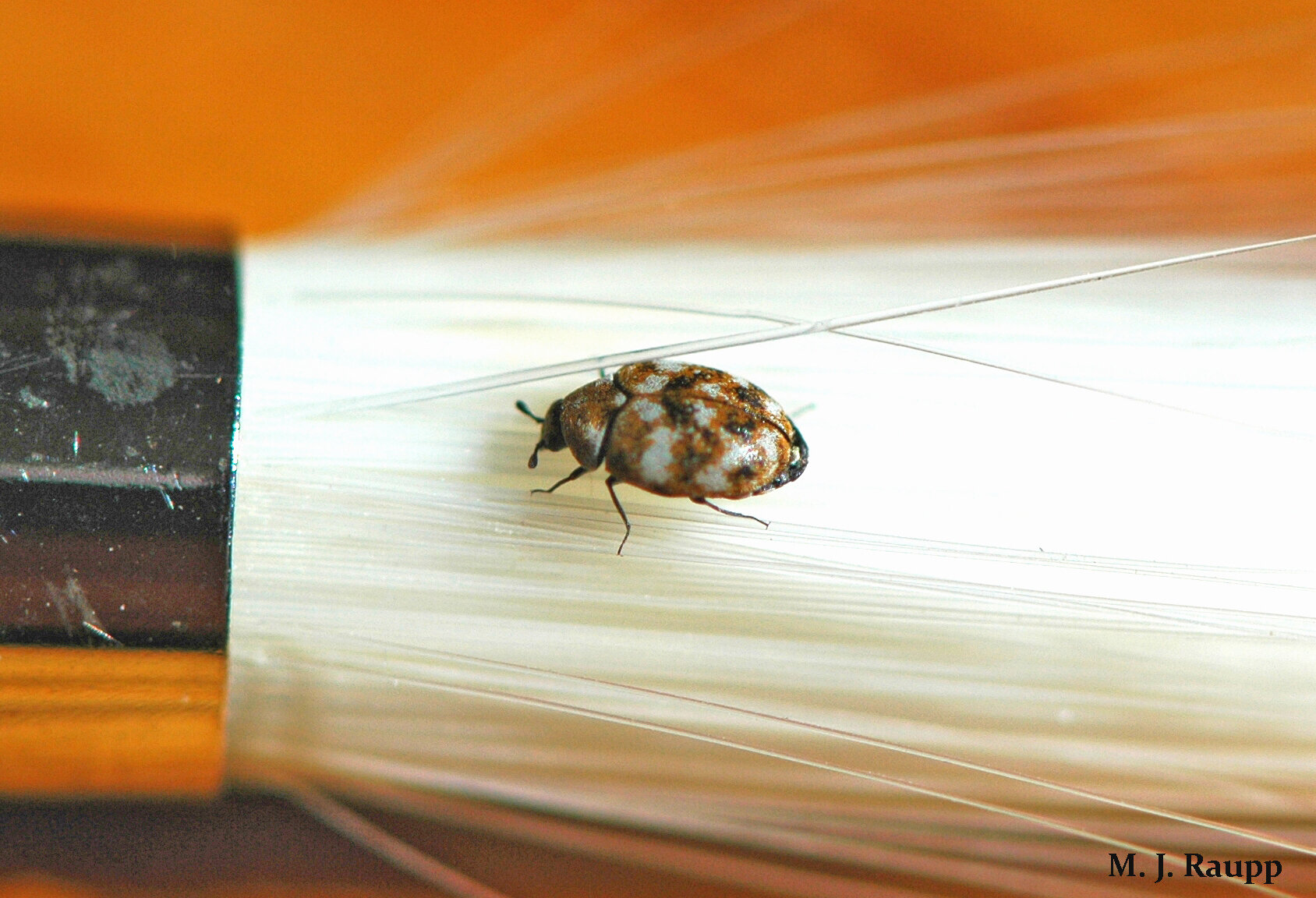 New Year Visits By Tiny Beetles Carpet And Their Kin Dermestidae Bug Of The Week