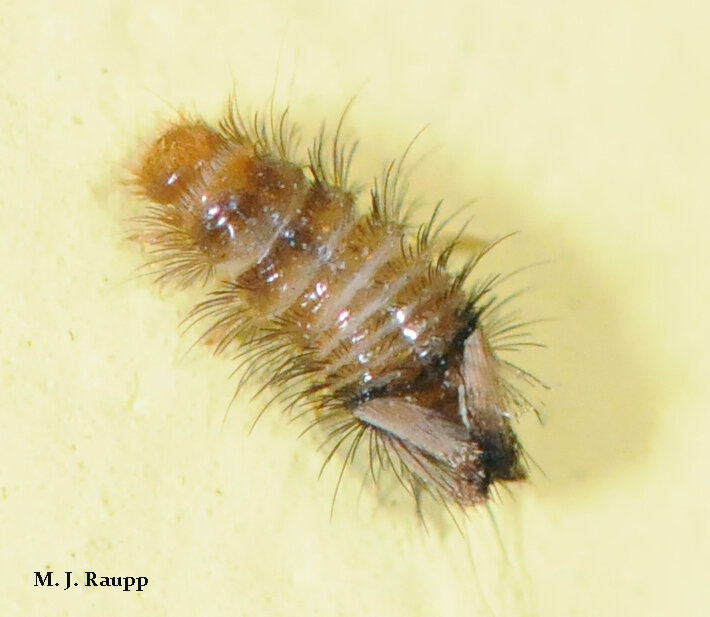 Hairs on dermestid larvae can cause dermatitis to some people.
