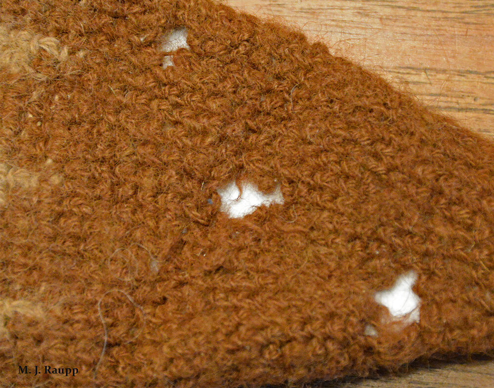 Uh oh, ragged holes in my woolen cap look like the handiwork of carpet beetles.