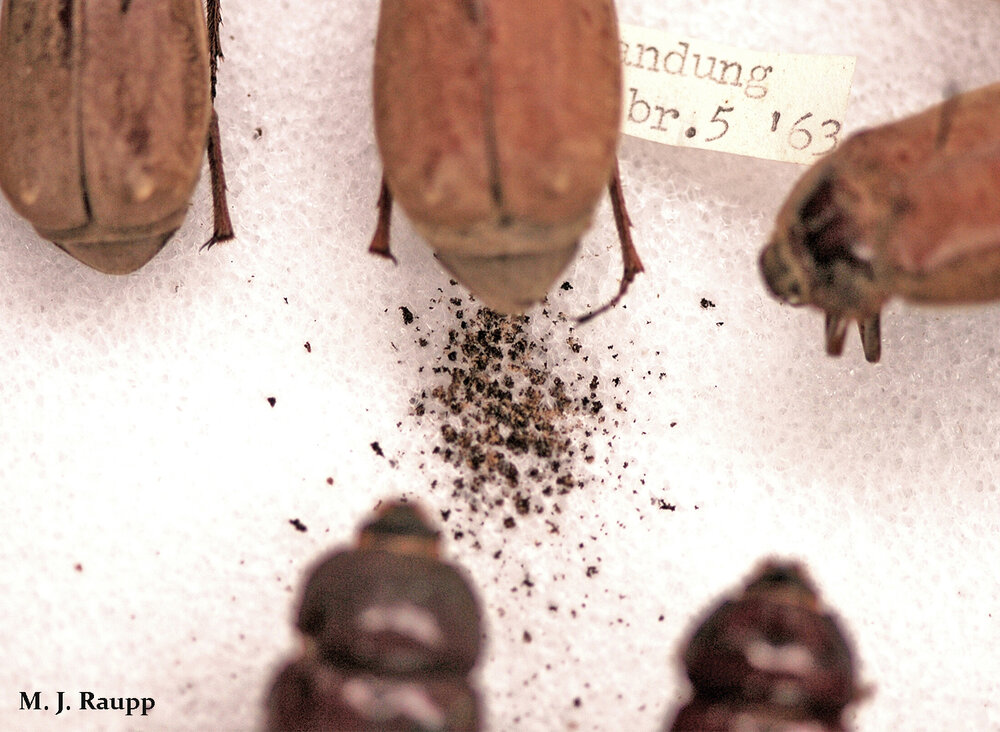 An untidy pile of frass behind a dead insect specimen is a sure indication of a dermestid beetle infestation.