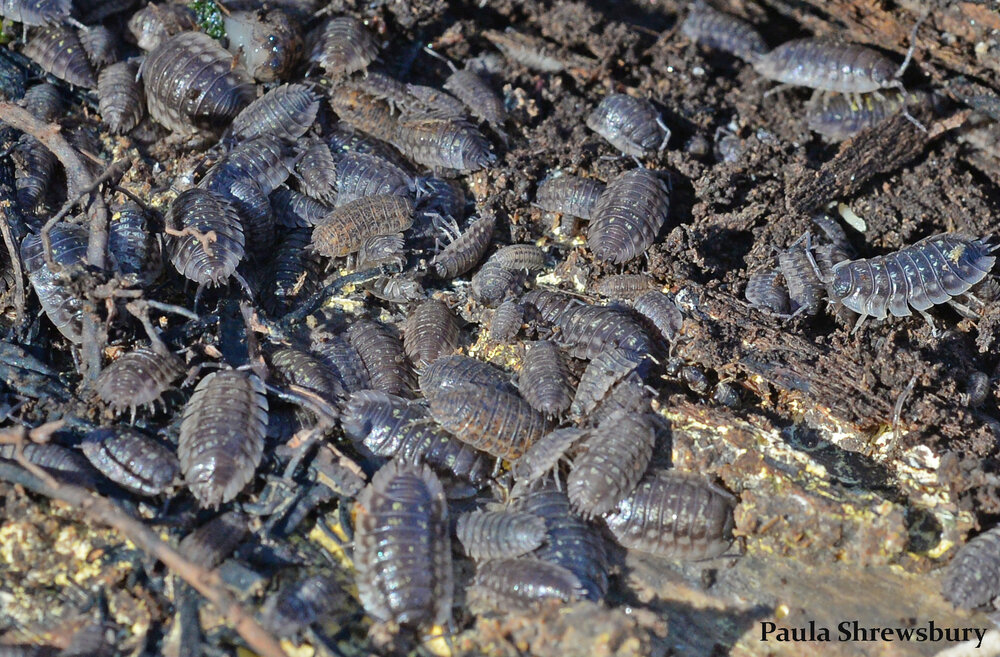 Pillbugs are crustaceans and more closely related to crabs than to insects. They play an important role as recyclers of organic matter. Image credit: Paula Shrewsbury, PhD