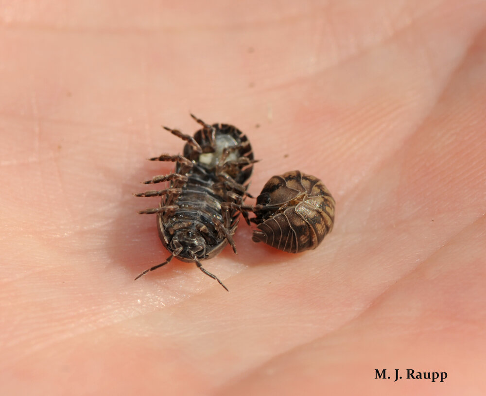 The ability to roll into a tight ball resembling a pill gives pillbugs their name.