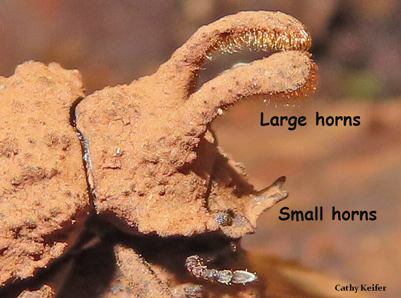 Male forked fungus beetles use large upper horns and smaller lower horns to battle for possession of their mate. Photo by Cathy Keifer