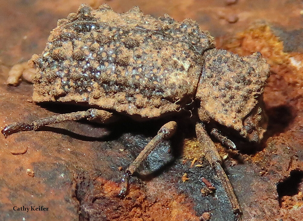 Lovely female beetles lack the prominent horns of their male suitors. Photo by Cathy Keifer