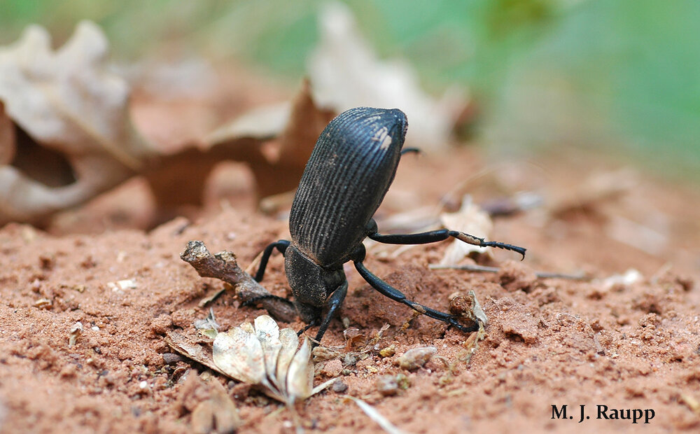 Eleodes stands on its head as a warning to predators. Warning ignored? Get ready for a stinky stinging dose of noxious chemicals from the beetle’s rear end.