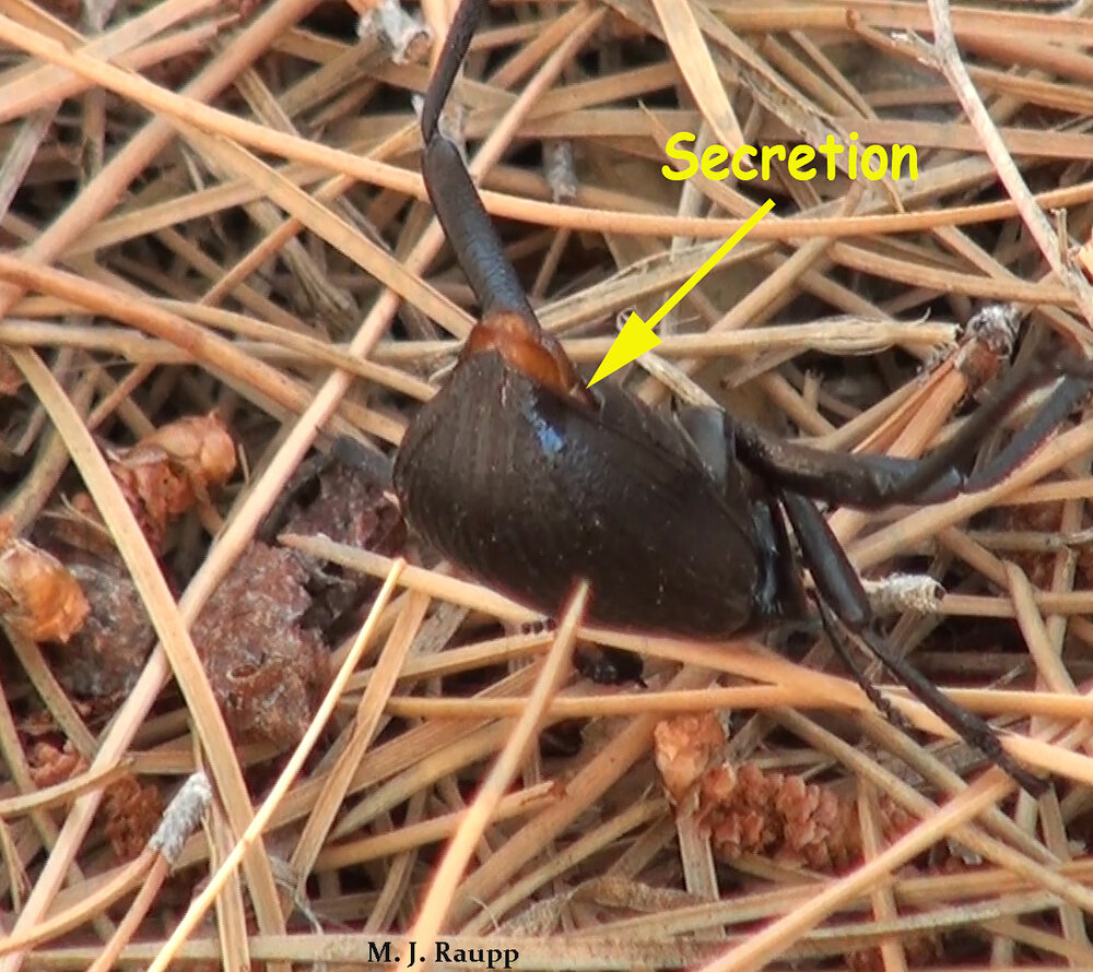 Check out the stinky discharge that issued from the beetle’s rear end when disturbed by a bug geek.
