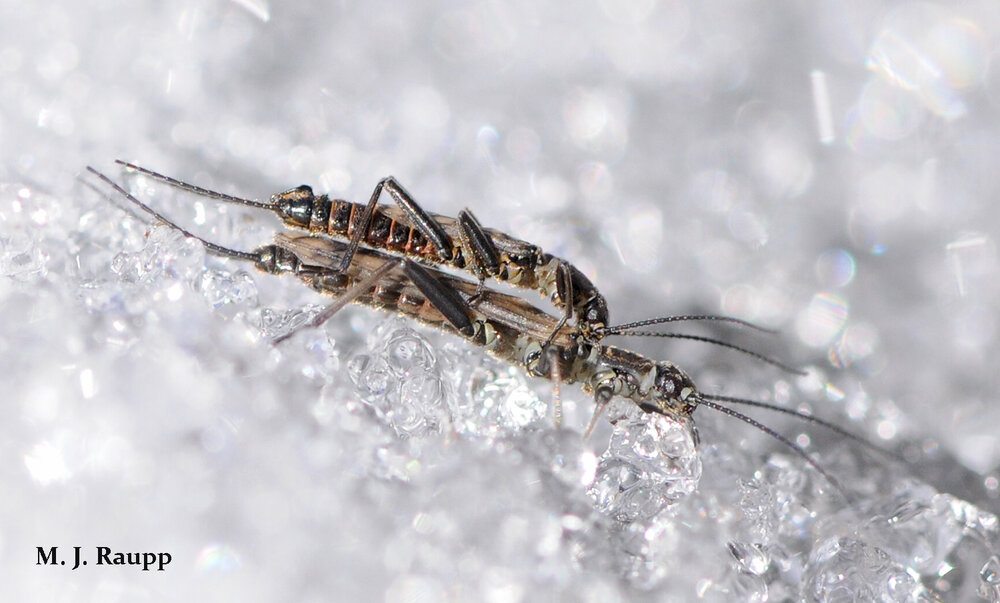 Snow and ice don’t cool romance for amorous winter stoneflies.