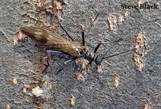 While most insects are scarce and inactive during winter months, winter stoneflies romp about riverbanks and nearby environs even in the dead of winter. Photo credit: Steve Black