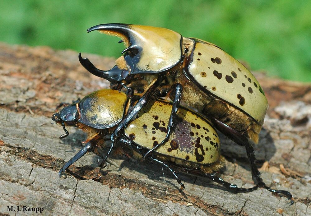 This pair of Hercules beetles doesn't mind a public display of intimacy. By guarding his mate, he may prevent other suitors from mating with her. Males bear impressive horns used in combat with other males.