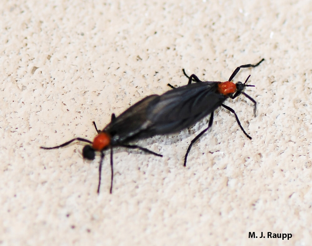 Lovebugs conjoin for hours during the mating season. FYI: male on the left, female on the right.