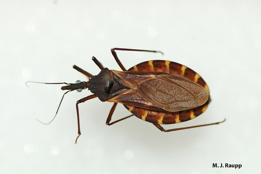 Kissing bugs get their name by sucking blood from tender spots, including lips of hapless human victims.