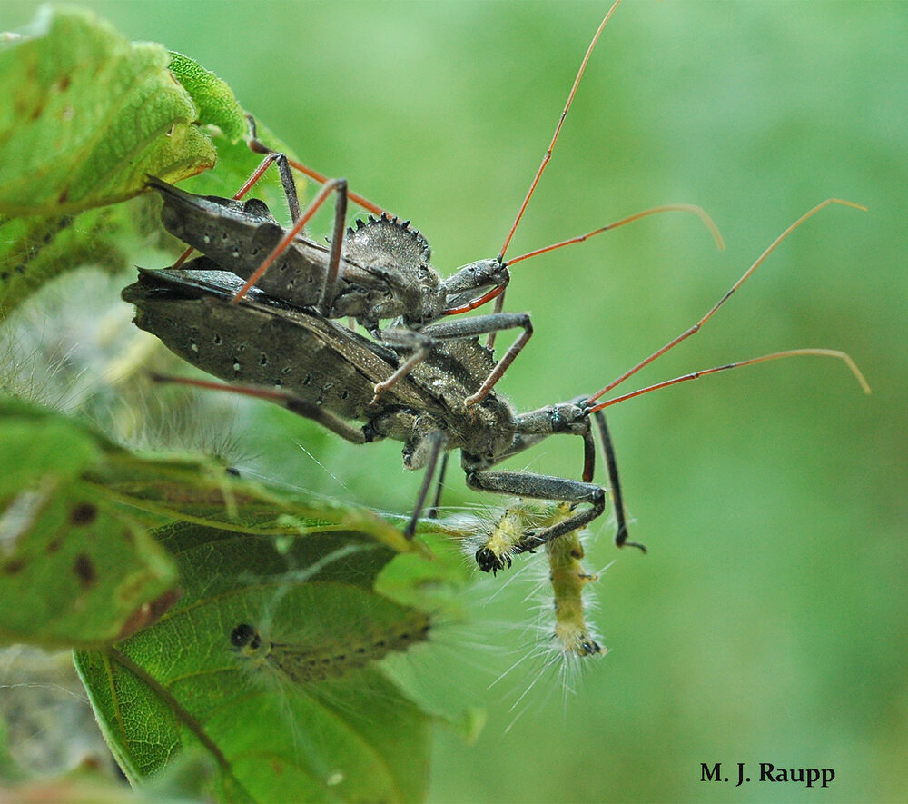 A dinner date of fall webworms hits the spot for awesome wheel bugs.