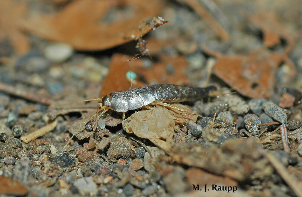 In the wild, shining silvery scales mark the presence of a silverfish amongst the leaf-litter of the forest floor.