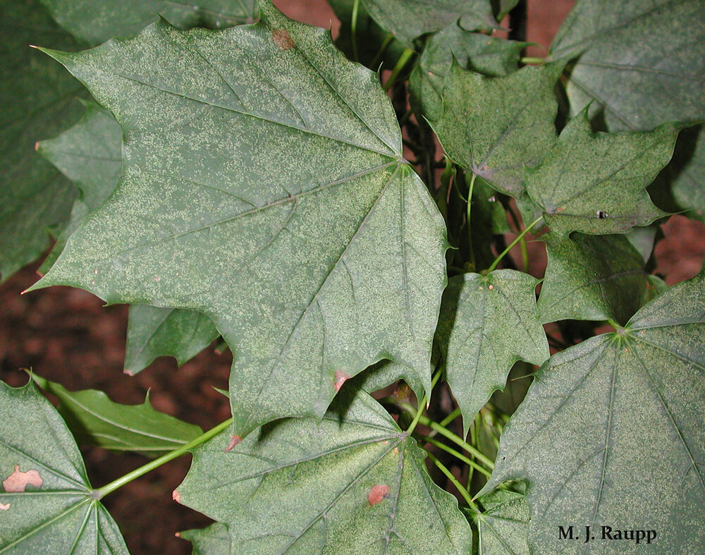 Thousands of spider mites puncture cells and remove green tissue from leaves creating a galaxy of white spots. This injury is called stippling.