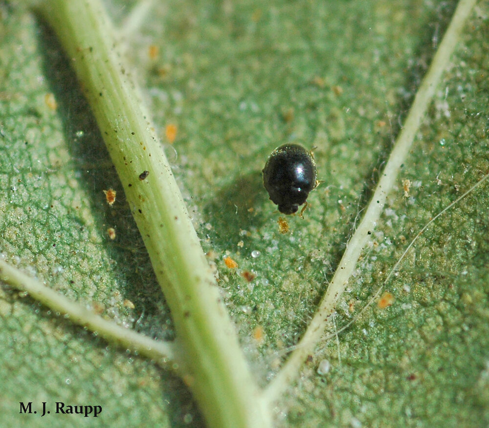 Tiny lady beetles known as spider mite destroyers help reduce populations of spider mites in the wild.