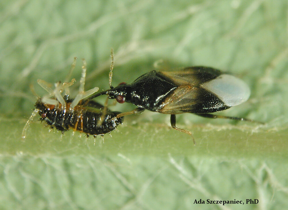 Aye matey, minute pirate bugs suck the life from many small pests including lace bugs and spider mites. Image: Ada Szczepaniec