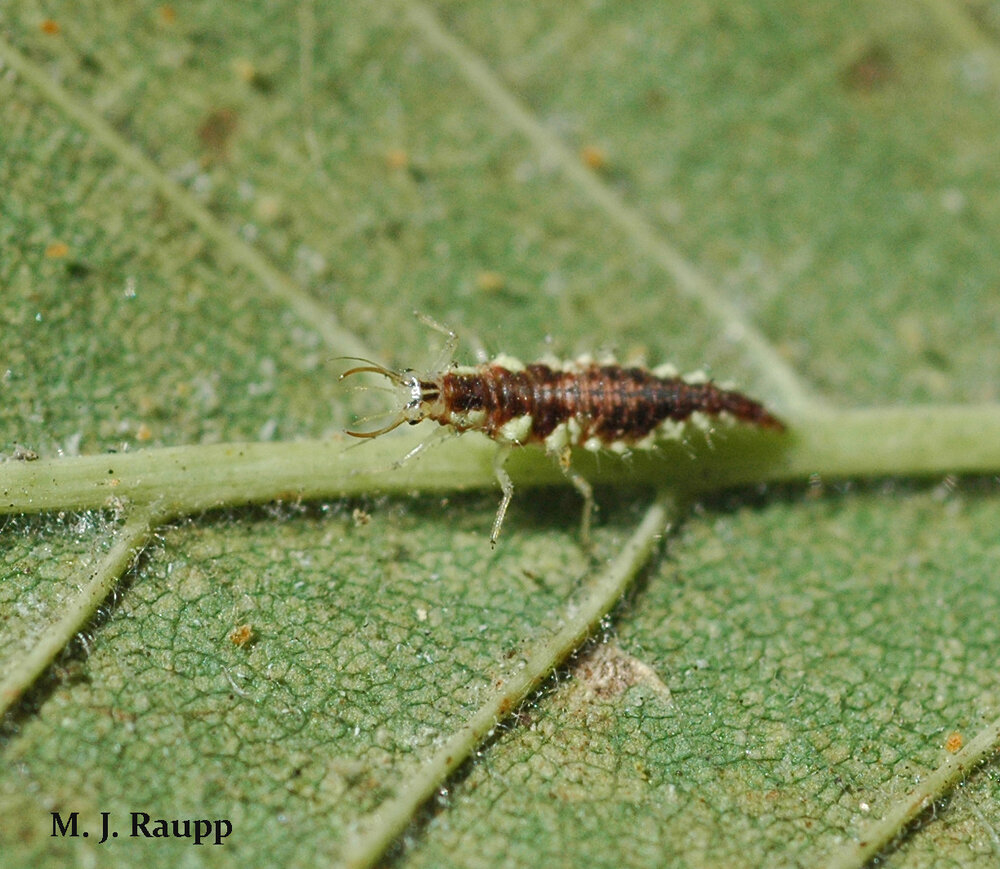 Assisting spider mite destroyers are alligator-like lacewing larvae.