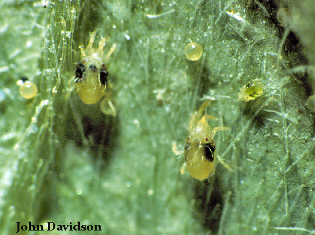 Two large dark patches on either side of body make it easy to see why they are called twospotted spider mites.