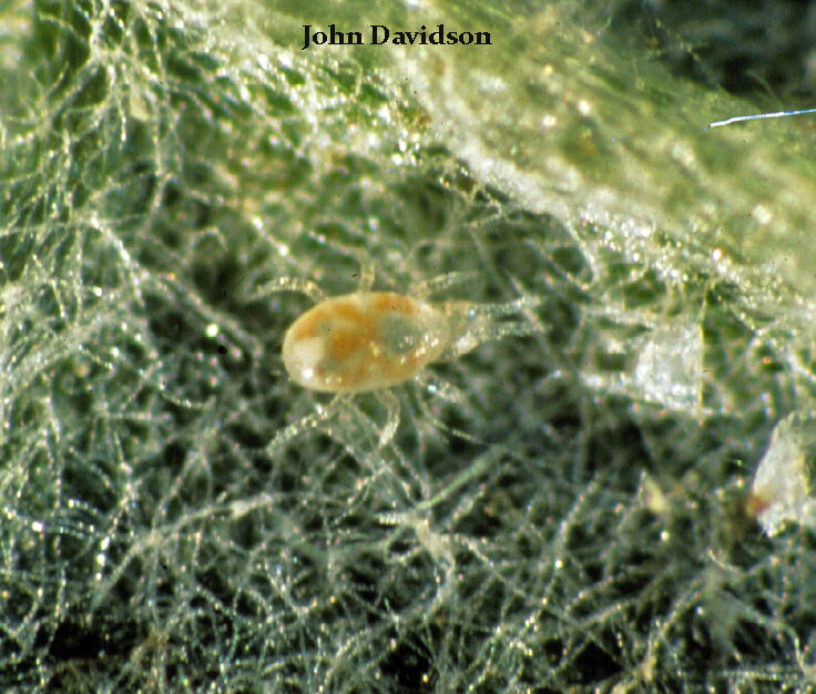Like secret agents in Spy vs Spy, in the intriguing world of mites, predatory phytoseid mites conduct search, find, and consume missions aimed at some of their favorite meals - eggs, nymphs, and adult spider mites. Image: John Davidson