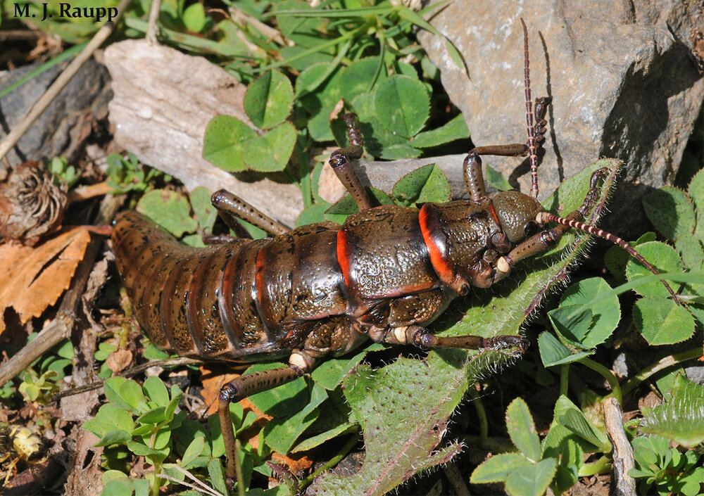 A gorgeous female chinchemolle unabashedly dines on herbaceous plants growing along a rushing stream fed by snowmelt from Villarrica volcano.