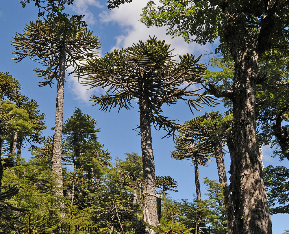 Living fossils from the time dinosaurs roamed the earth, threatened Araucaria trees are the national tree of Chile.