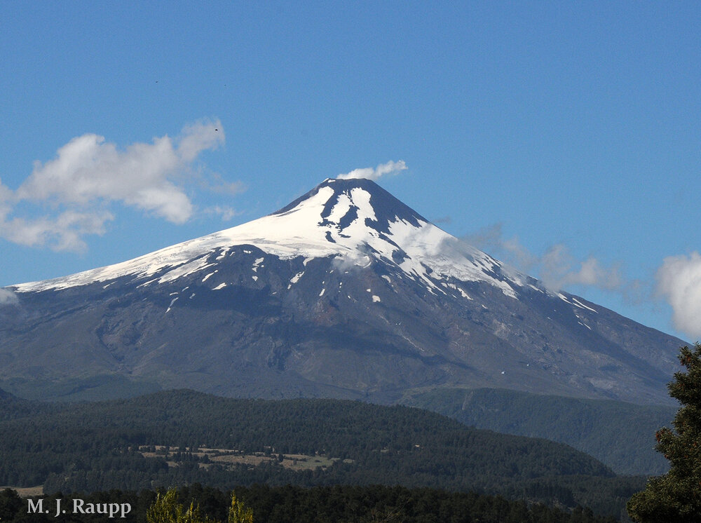 Slopes of the Villarrica volcano in Chile are home to the giant elegant phasmatid.