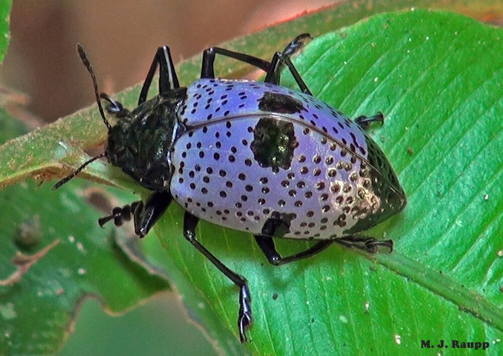 Gibbifer is one genus of spectacularly beautiful pleasing fungus beetles found in the Amazonian rainforest.