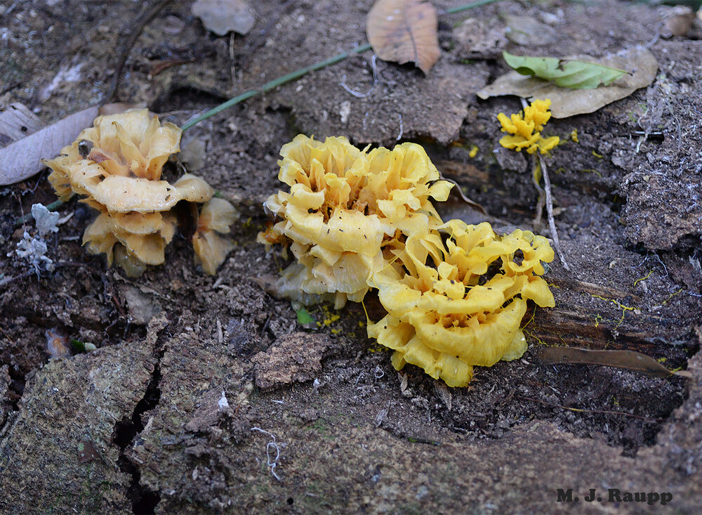 With no shortage of plant material as a food source and perpetually warm humid conditions, amazing fungi flourish in the rainforest.