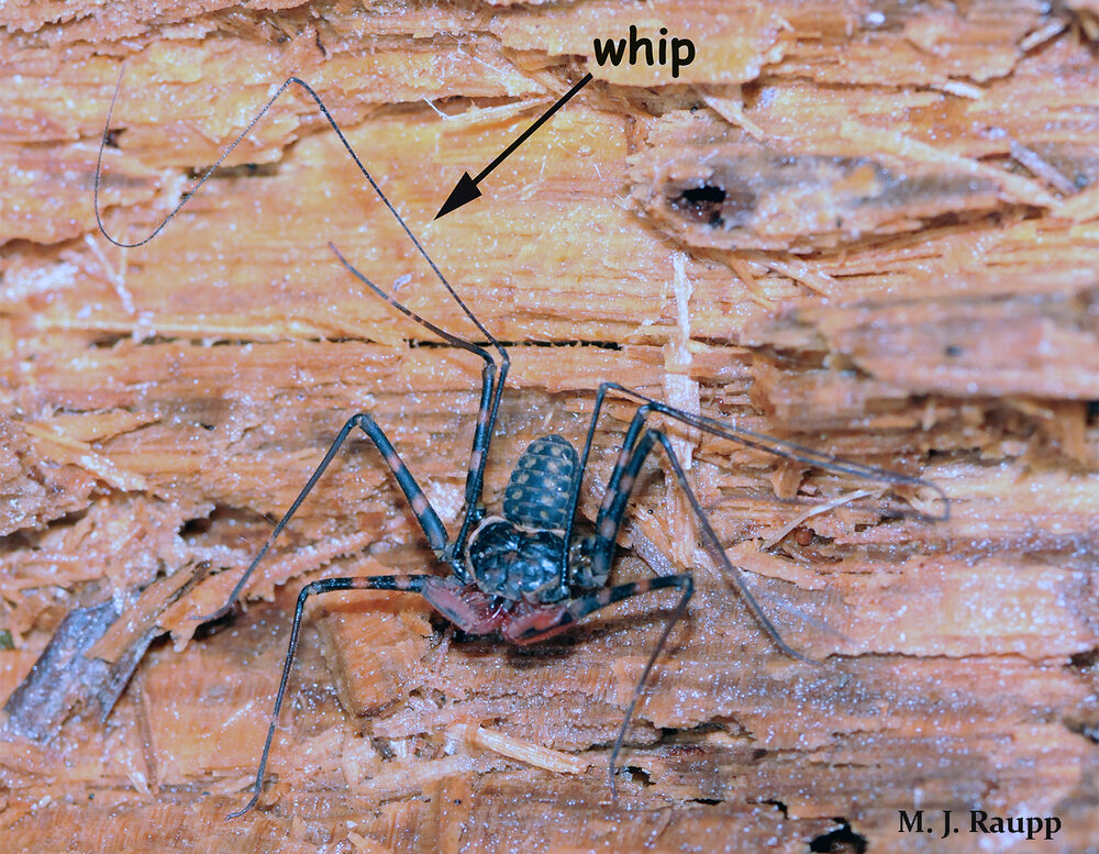 Greatly elongated front legs enable the whip spider to sense food, mates, and danger.