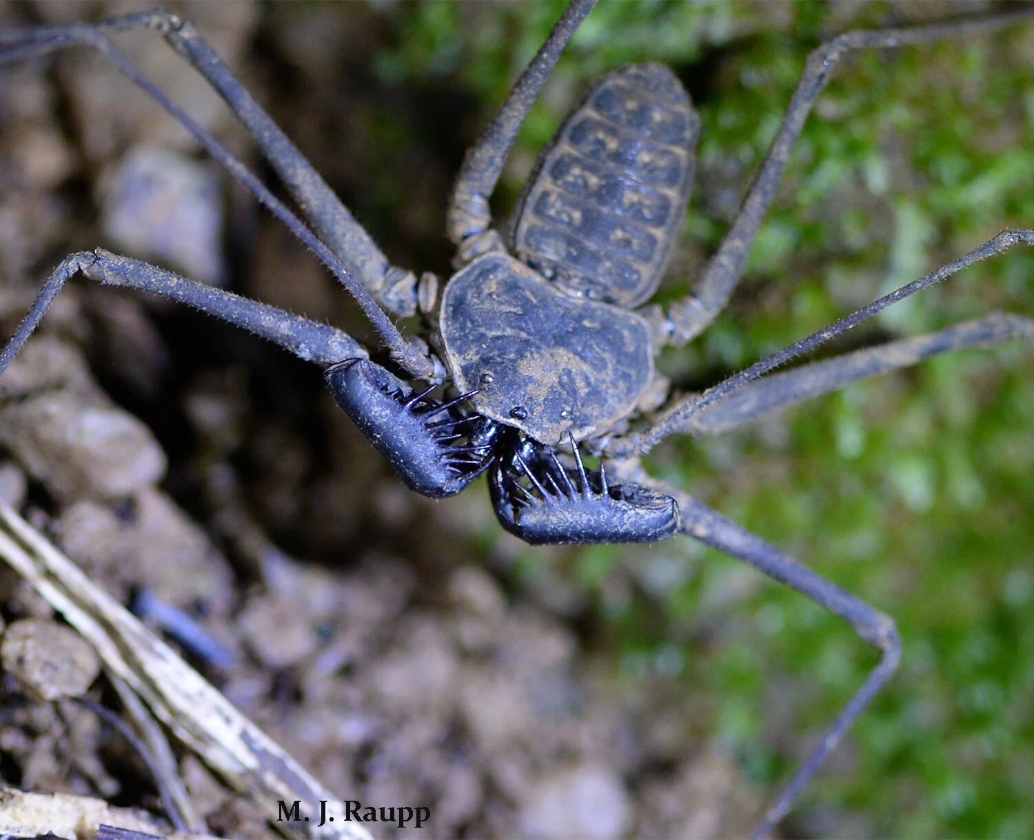 Amazon Rainforest Spiders