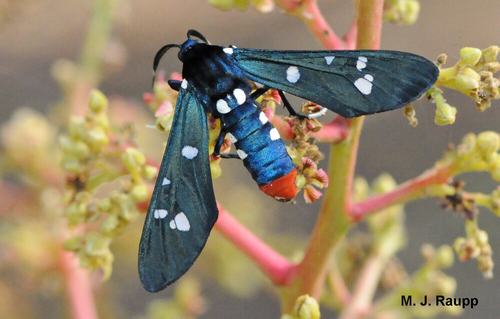 A waspy mien, iridescent blue wings and body with white polka-dots, and a red-tipped abdomen may help the beautiful polka-dot moth escape the jaws of hungry predators.