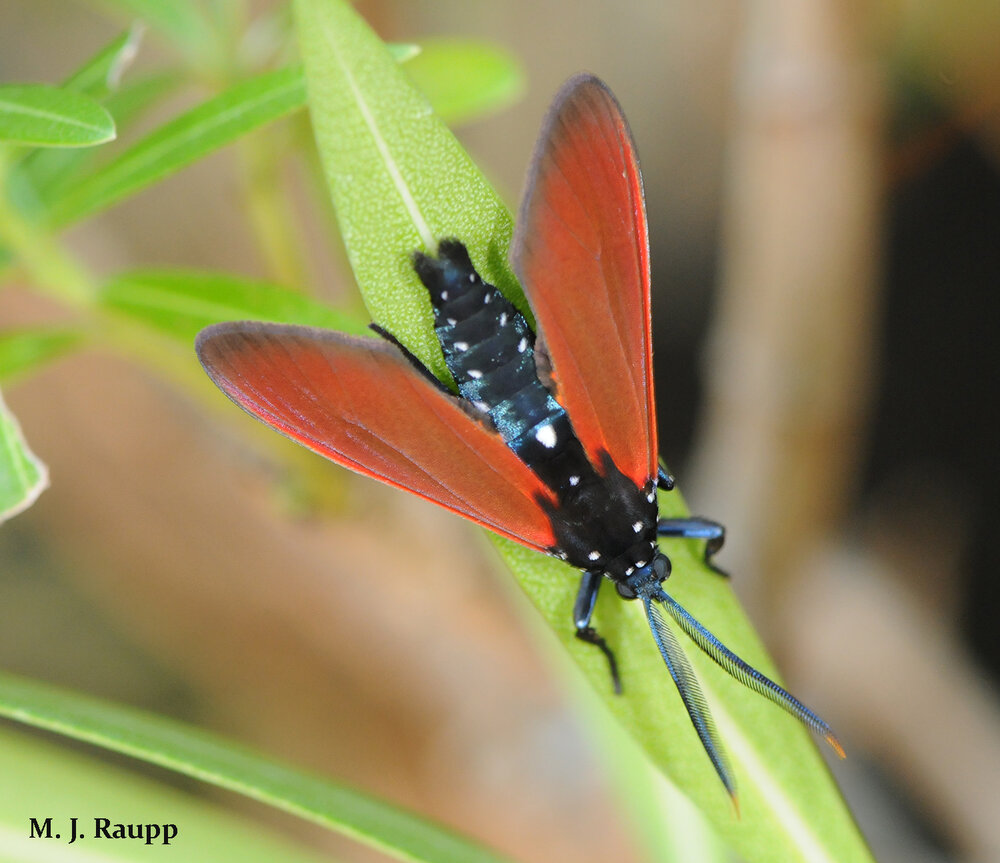 The beautiful spotted oleander caterpillar moth’s vivid orange and black coloration and resemblance to a wasp may be a warning to would-be predators.