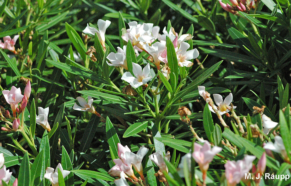 When colonists brought oleander to the New World, this plant of Mediterranean origin became an important larval food source for the polka-dot wasp moth and spotted oleander caterpillar moth.
