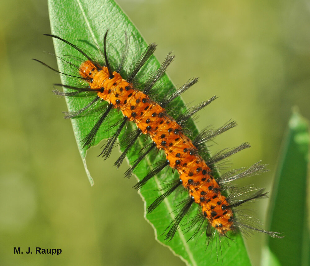 Oleander caterpillars have dark spots and black hair tufts lining their body.