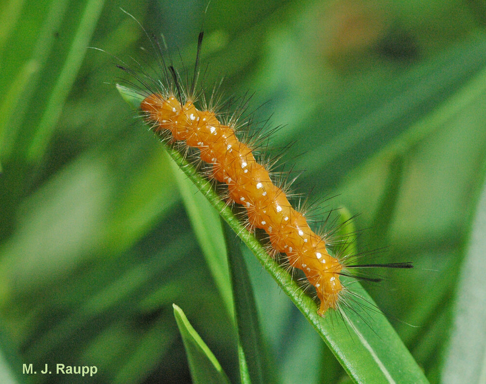 Spotted oleander caterpillars have light colored spots and predominantly reddish-brown hair tufts.