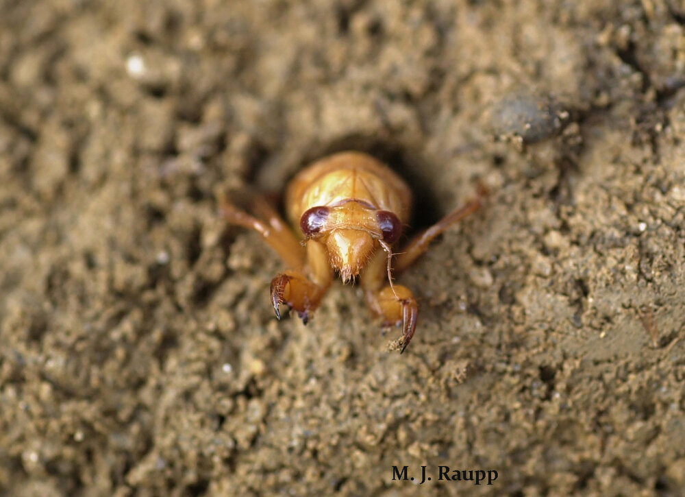 Peeking out from his escape tunnel, this little Brood X periodical cicada nymph will soon join billions of his brood mates above ground for a boisterous party in the treetops.