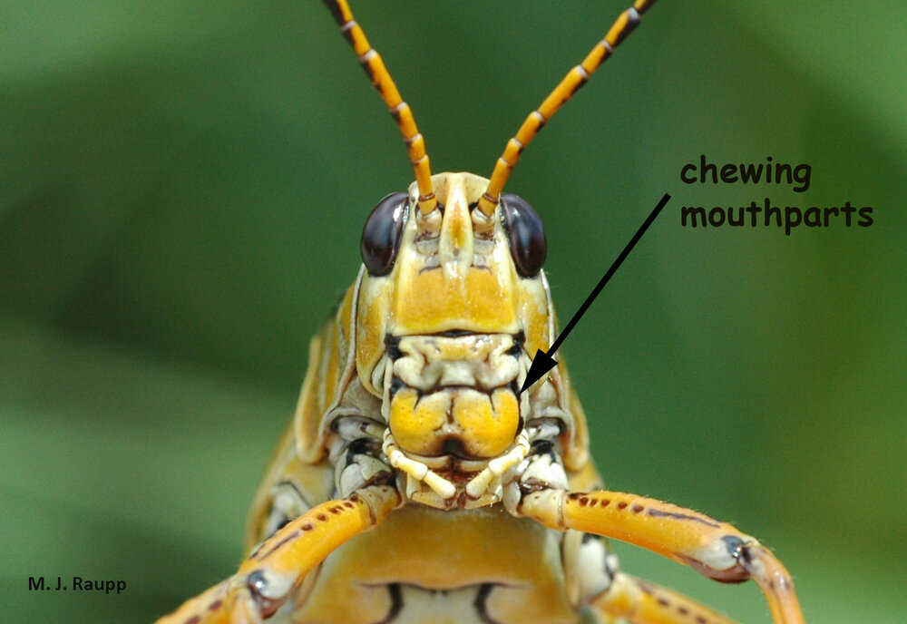 Locusts like this Floridian lubber locust are grasshoppers and have chewing mouthparts used to consume leaves and blossoms of plants.