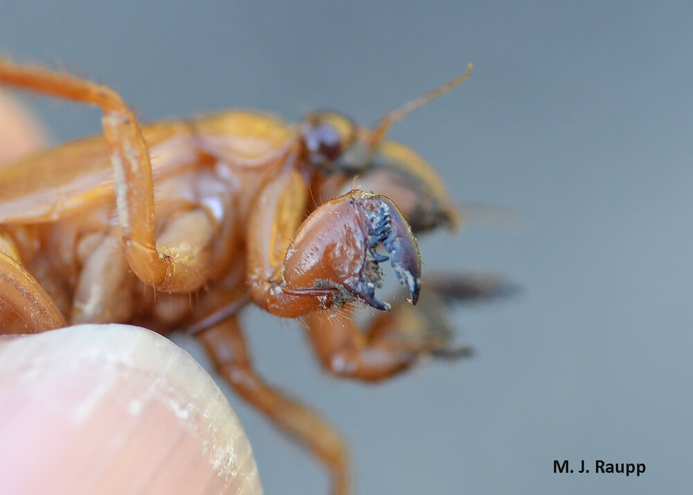 Perfectly shaped for moving soil, greatly expanded forelegs enable the mature nymph to create a pathway to the world above ground.