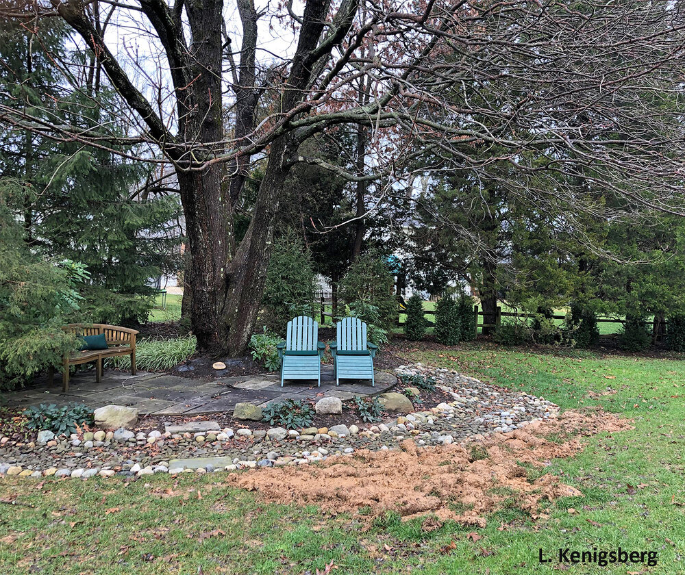 Beneath this stately old tree, a raccoon ravaged this lawn in early March. Were periodical cicadas the object of its gastronomic desire? Image credit: L. Kenigsberg