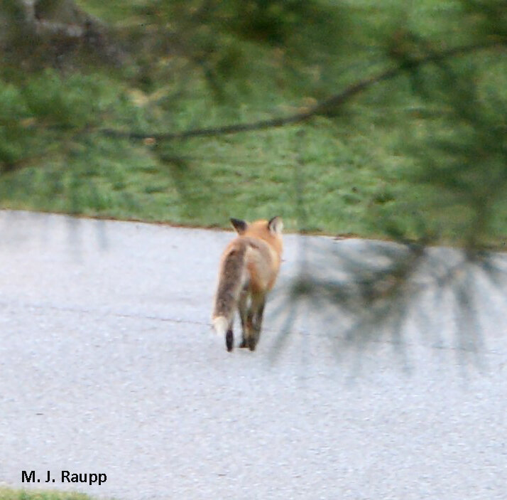 After breakfasting on periodical nymphs beneath my holly tree, this handsome fox headed for the hills and almost escaped my camera.