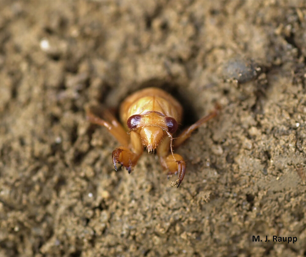 Almost-ready-to-emerge cicadas like this one lack dorsal black patches behind their red eyes.