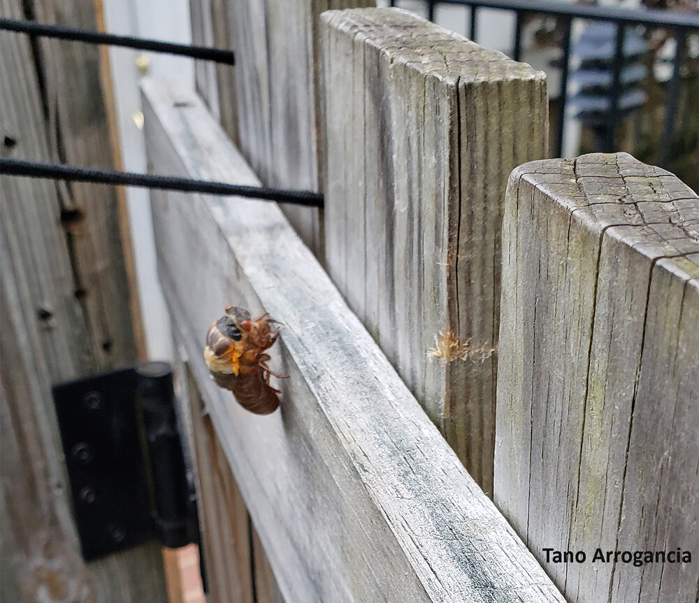 The vanguard of Brood X periodical cicadas seen on a garden fence in Towson, Maryland last week serves notice that the main event is just a few weeks away. Photo credit: Tano Arrogancia